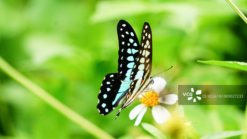 蓝色蝴蝶采食花粉图片素材