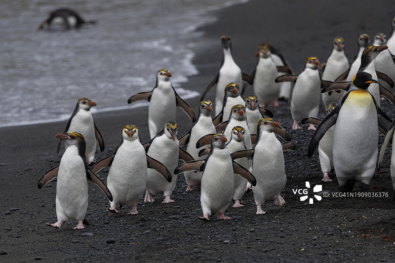 澳大利亚亚南极麦夸里岛上的皇家企鹅图片素材