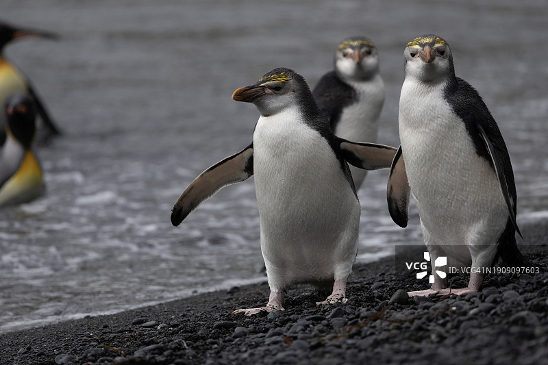 澳大利亚亚南极麦夸里岛上的皇家企鹅图片素材