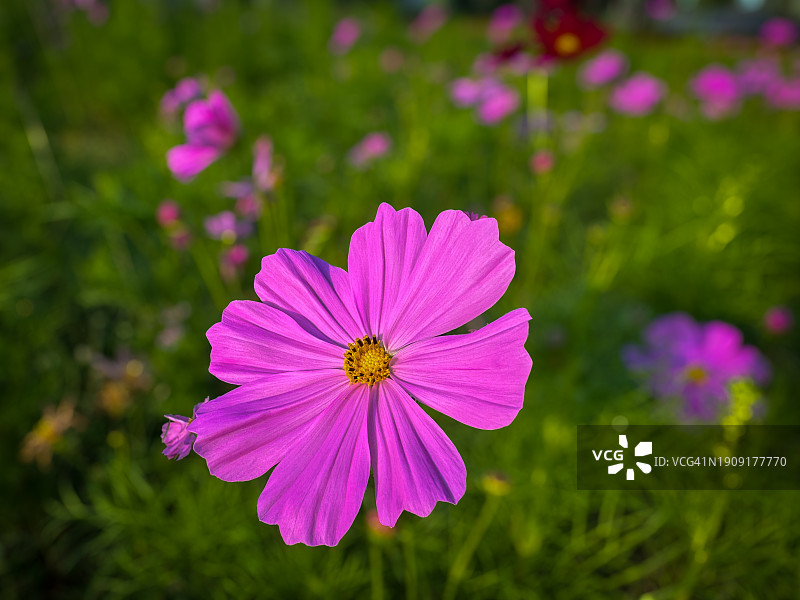 粉红宇宙花图片素材
