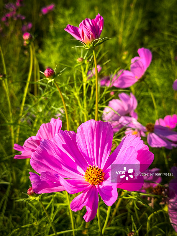 粉红宇宙花图片素材