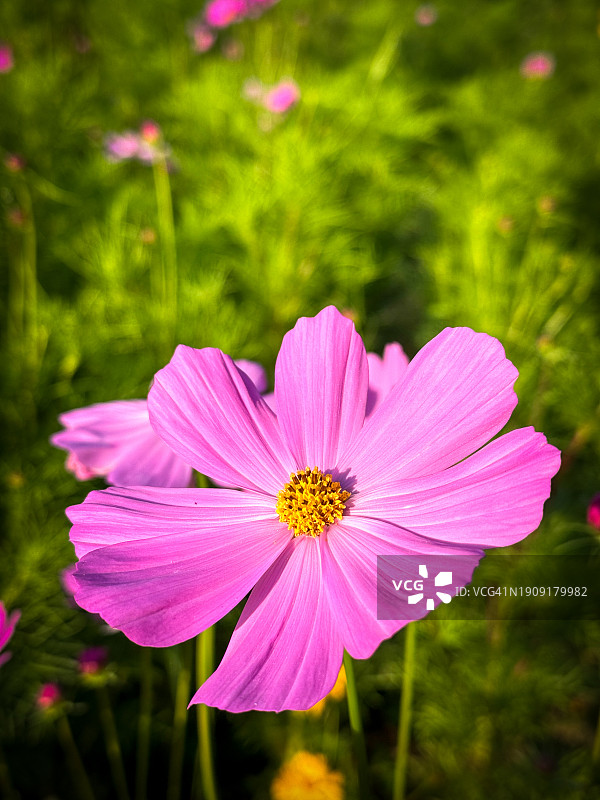 粉红宇宙花图片素材