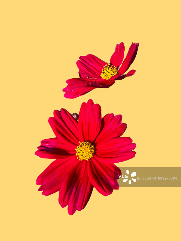 黄色背景上的孤立宇宙花图片素材