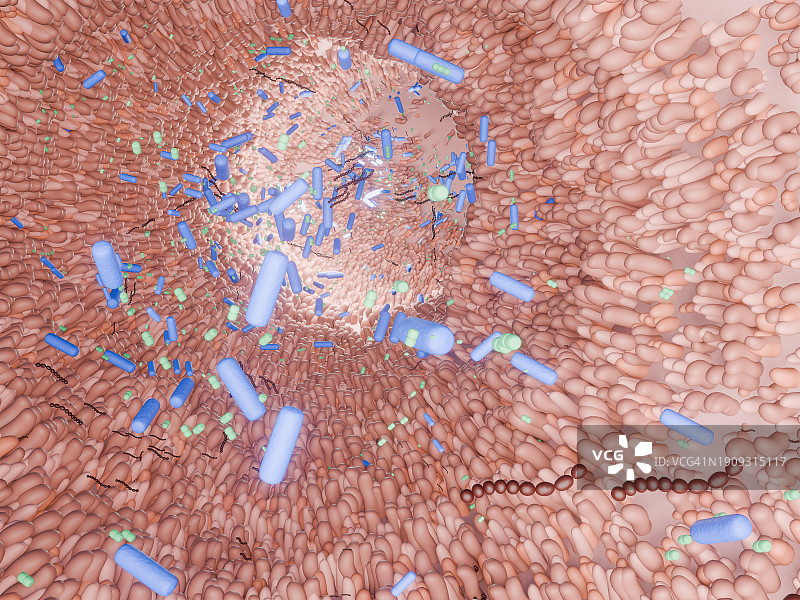肠道绒毛与微生物的3D渲染图片素材