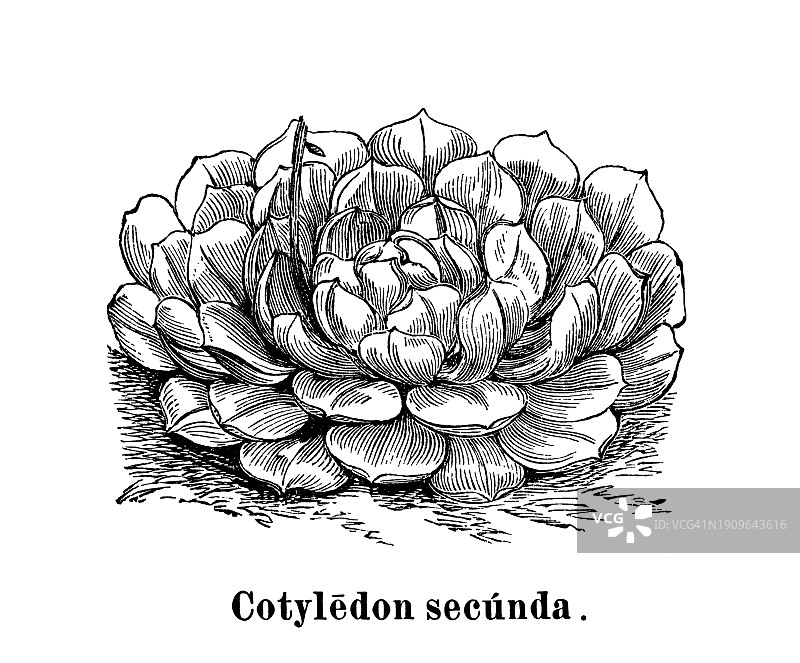 古董雕刻植物插图：Echeveria secunda或Cotyledon secunda图片素材