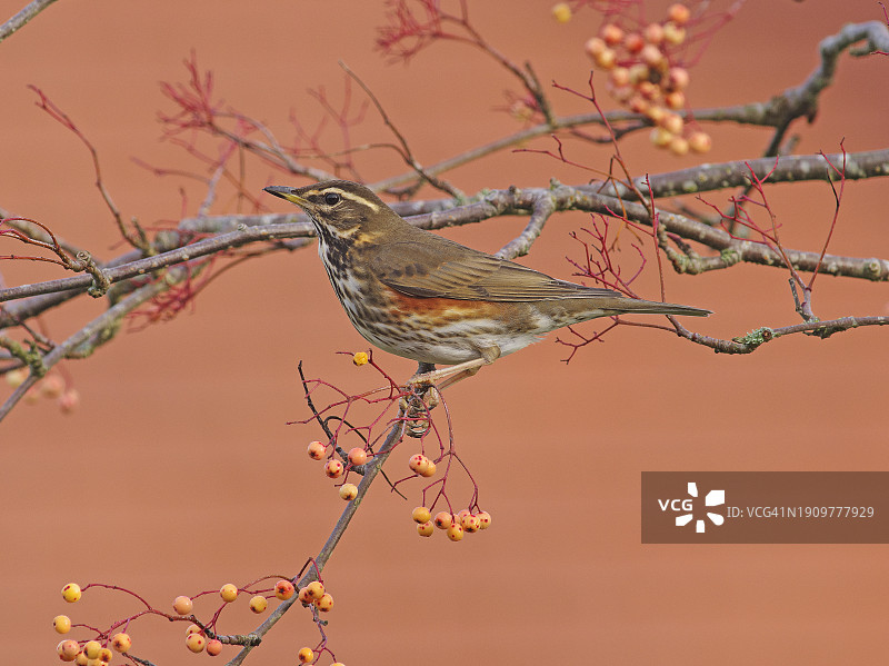 红翼鸫图片素材