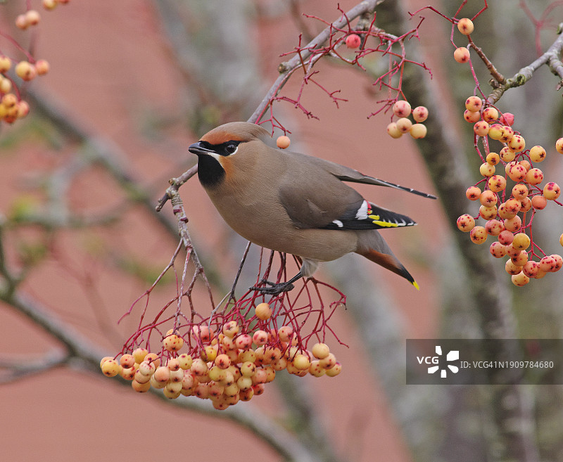 太平鸟图片素材