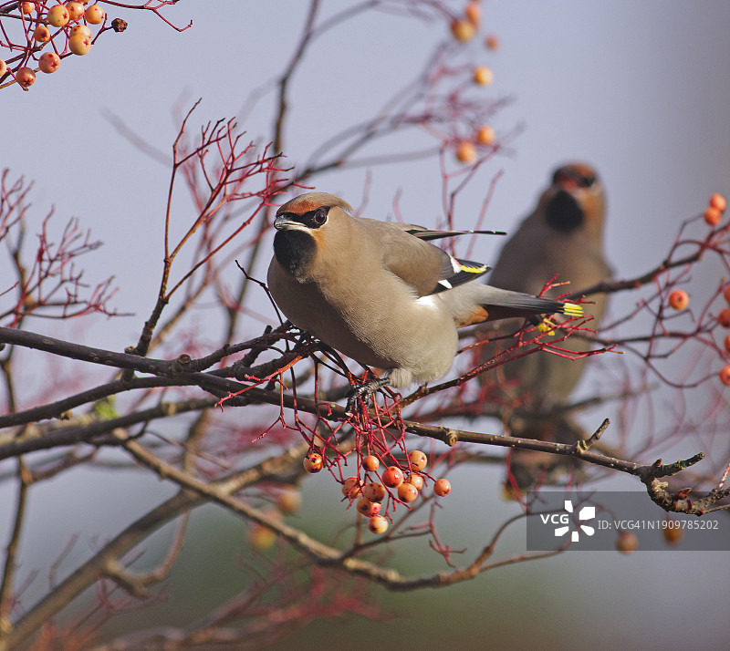太平鸟图片素材