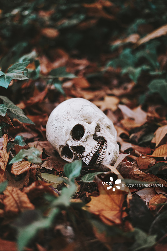 秋叶上的骷髅头图片素材