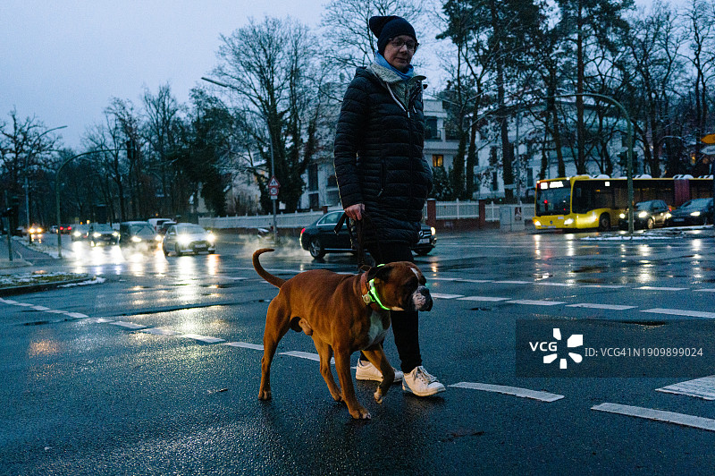 恶劣天气中戴LED项圈的狗图片素材