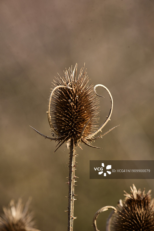 野生续断花头图片素材