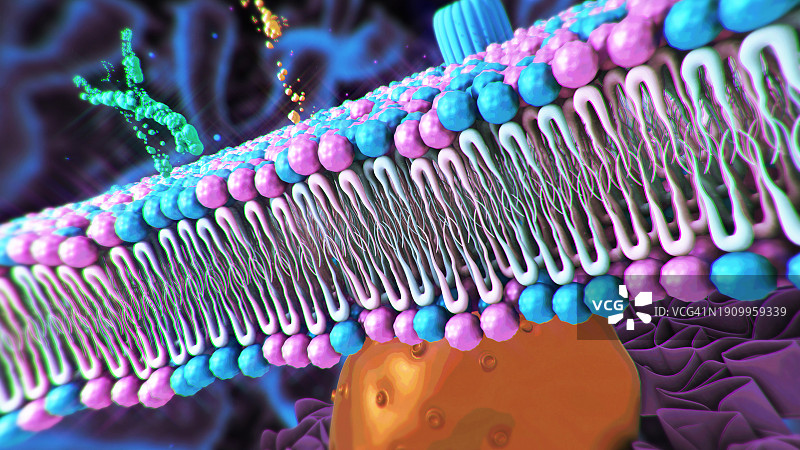 细胞膜结构图片素材