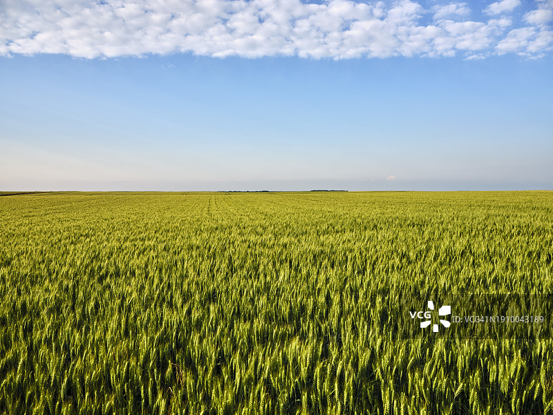 阳光明媚的云天下麦田图片素材