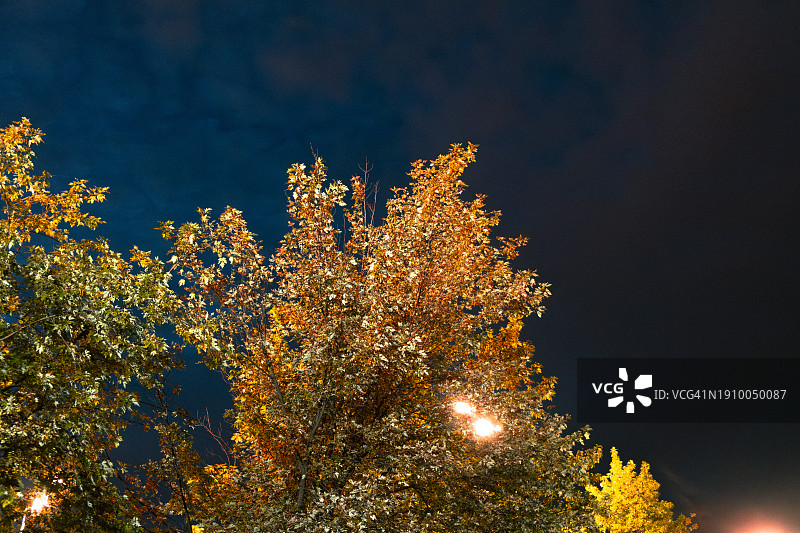 夜晚的秋树，鲜艳的黄色图片素材