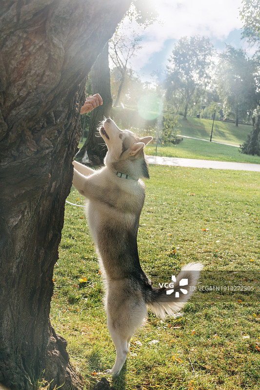 小哈士奇在公园散步时跳起来吃食物图片素材