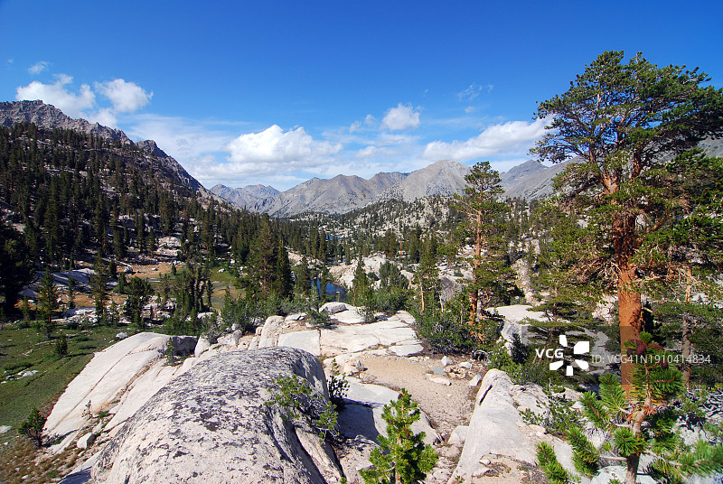 高 Sierra 山脉的狐尾松图片素材