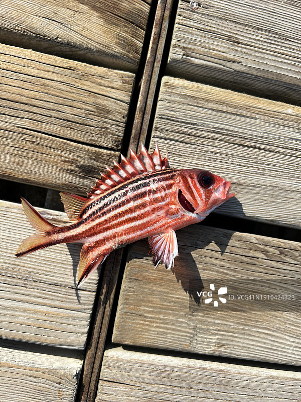 土耳其博德鲁姆木板上的死鱼特写图片素材