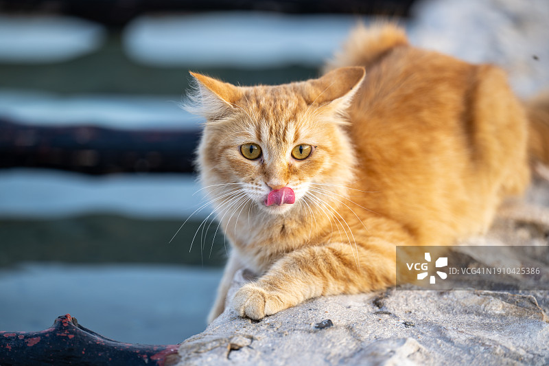 猫咪坐在岩石上的写真图片素材