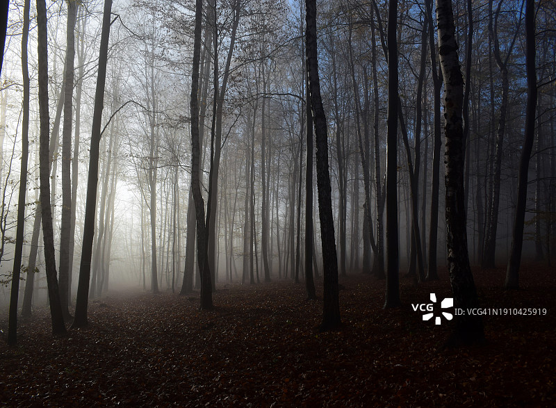 秋天森林里的树木图片素材