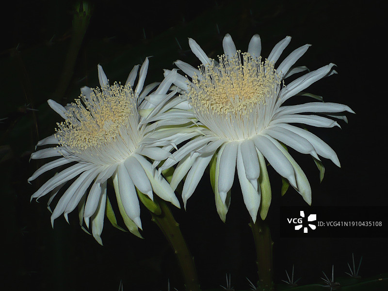 白色开花植物特写，巴拿马巴拿马城图片素材