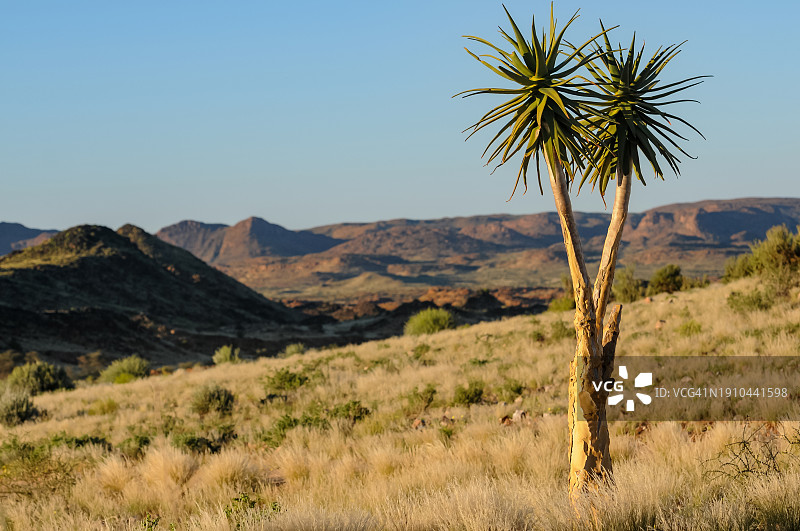 棕榈树与晴朗天空的景色图片素材