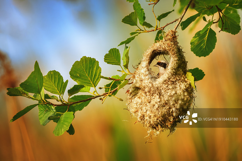 鸟儿栖息在植物上的特写图片素材