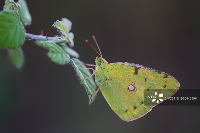 蝴蝶在树叶上的特写图片素材