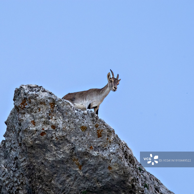 蓝天下岩石上的野山羊低角度景观图片素材