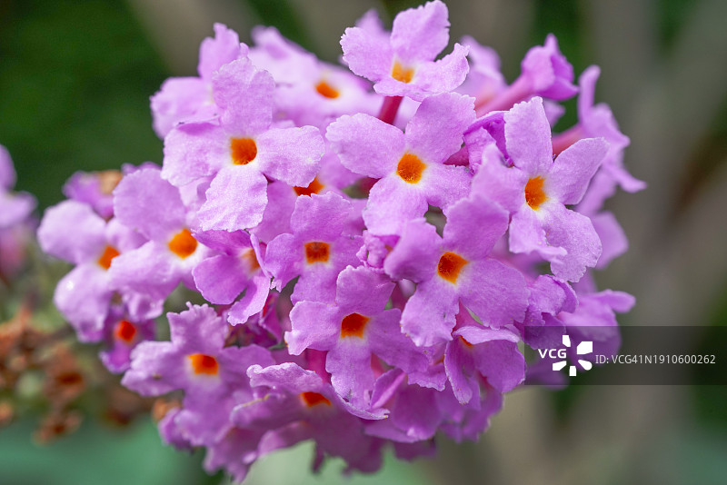 紫色花卉特写图片素材