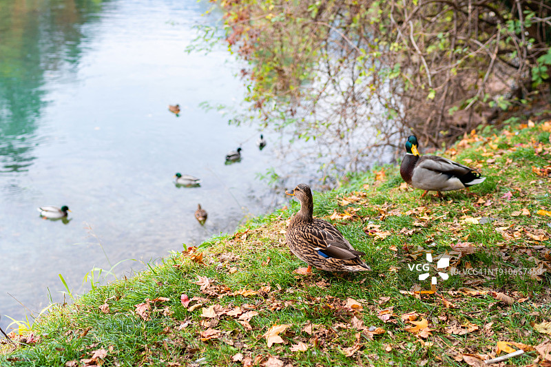 田野里鸭子的高角度视图图片素材