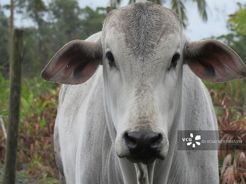 奶牛站在田野上的特写图片素材