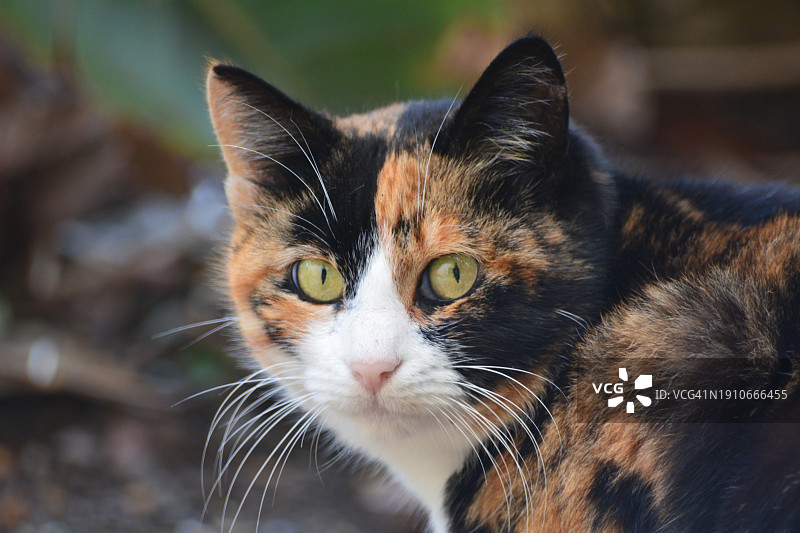 猫的特写肖像图片素材