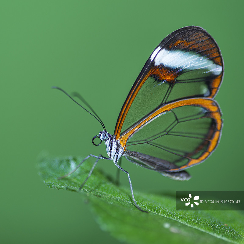 蝴蝶在树叶上的特写图片素材
