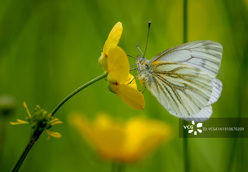 黄色花朵上采蜜的蝴蝶特写，英国科尔切斯特图片素材