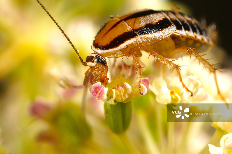 花朵上的昆虫特写，美国加利福尼亚州旧金山图片素材