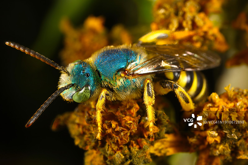 花朵上的昆虫特写，美国加利福尼亚州旧金山图片素材