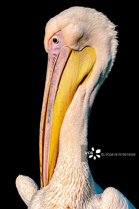 黑色背景下的火烈鸟特写图片素材