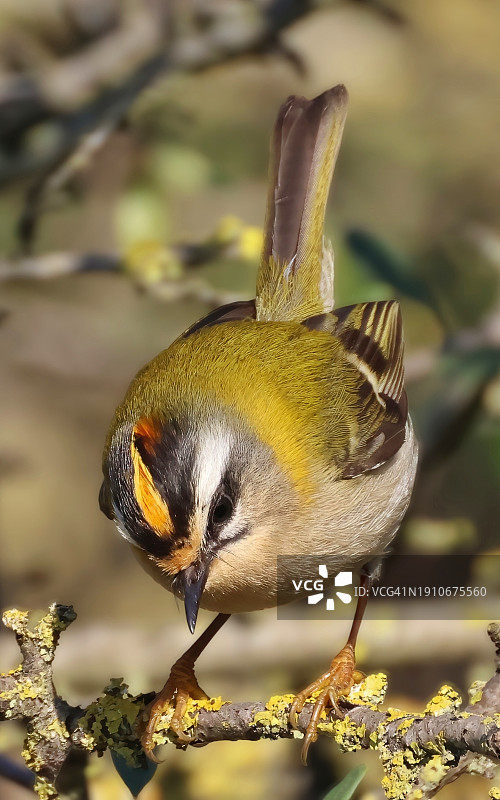 栖息在树枝上的山雀特写图片素材