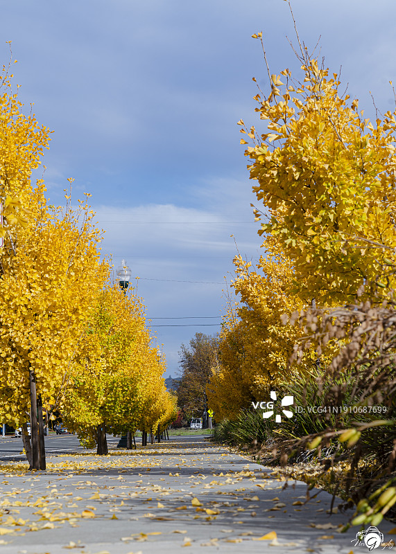 加利福尼亚州圣罗莎秋季公路树木图片素材