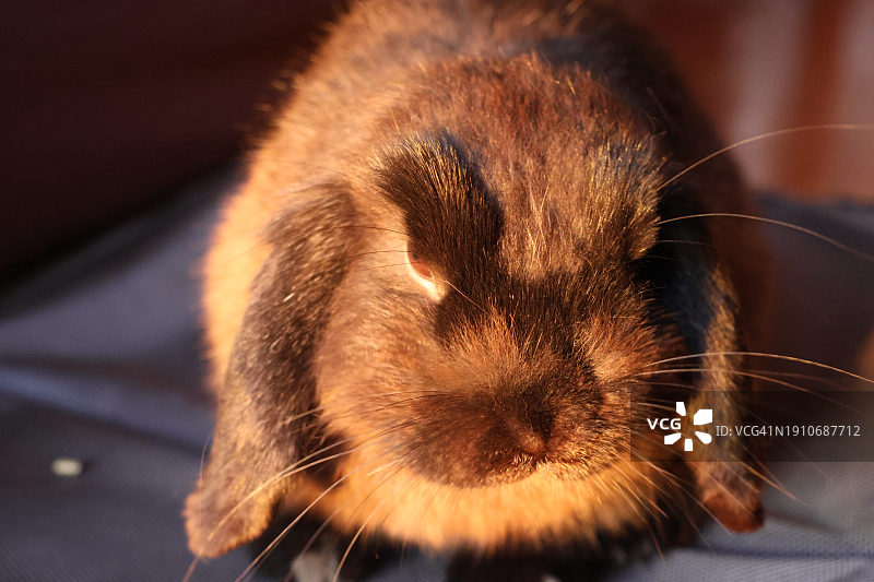 豚鼠特写图片素材