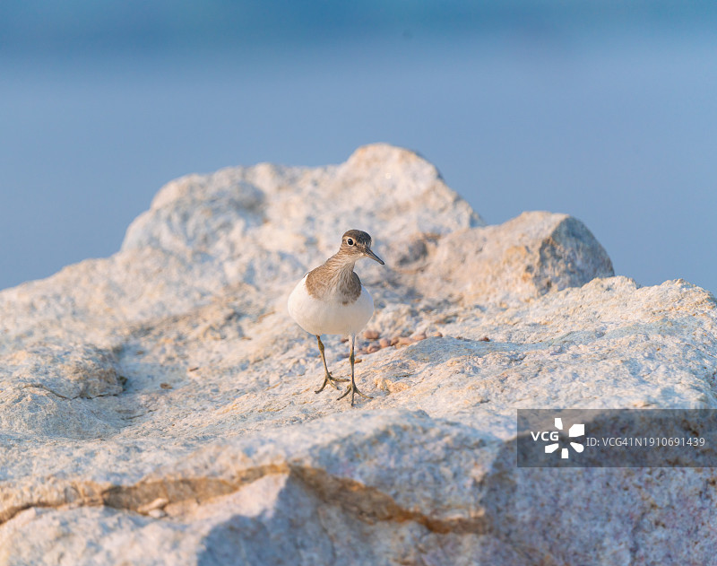 印度特伦甘纳邦海德拉巴岩石上的海鸥特写图片素材