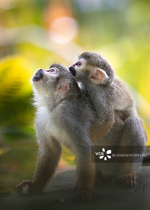 猴子坐在树上的特写图片素材