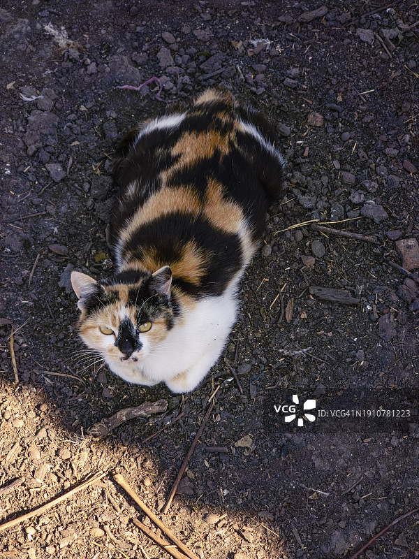 斑点三色猫图片素材