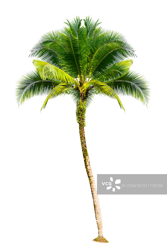 白色背景下的椰树图片素材