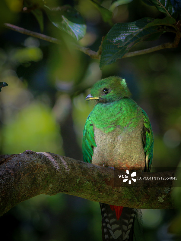 普通翠鸟栖息在树枝上特写，蓬塔雷纳斯省，蒙特维多，哥斯达黎加图片素材