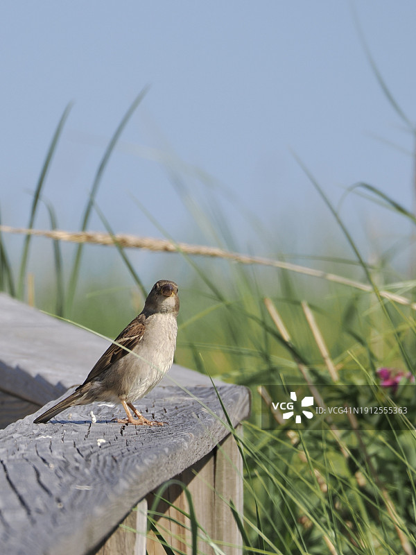 栖息在木桩上的鸣禽特写，美国马萨诸塞州纽伯里图片素材