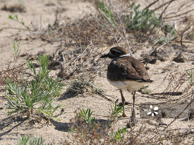 栖息于田野上的鸣禽特写，纽伯里，马萨诸塞州，美国图片素材