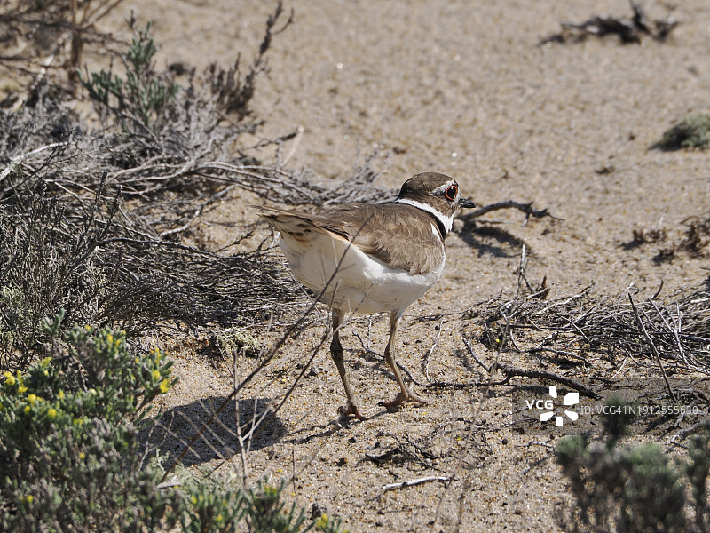美国马萨诸塞州纽伯里海滩上的鸻鸟高角度景观图片素材