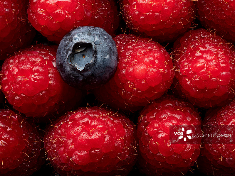 浆果全画幅照片图片素材