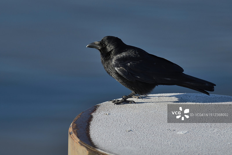 乌鸦栖息在挡土墙上的特写图片素材